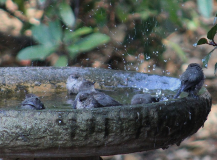 krattmeis - ML644572739