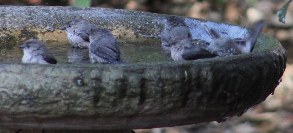 krattmeis - ML644572740