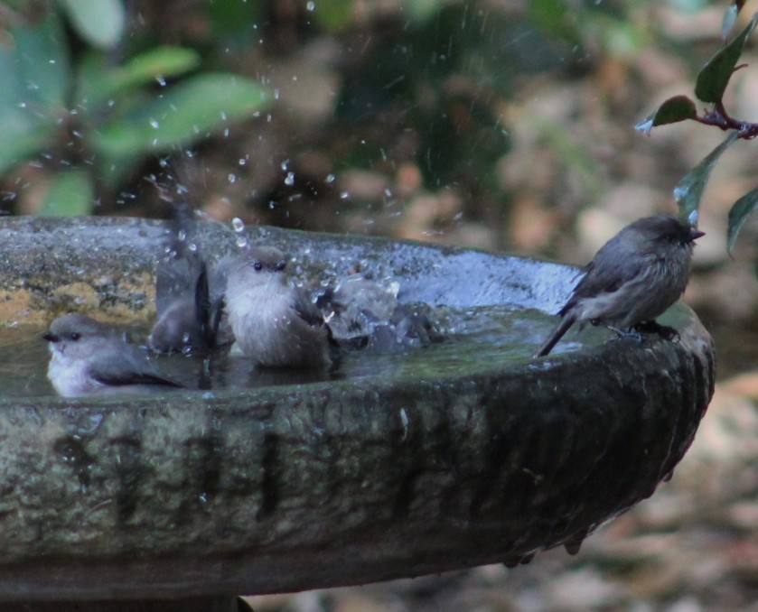 krattmeis - ML644572741