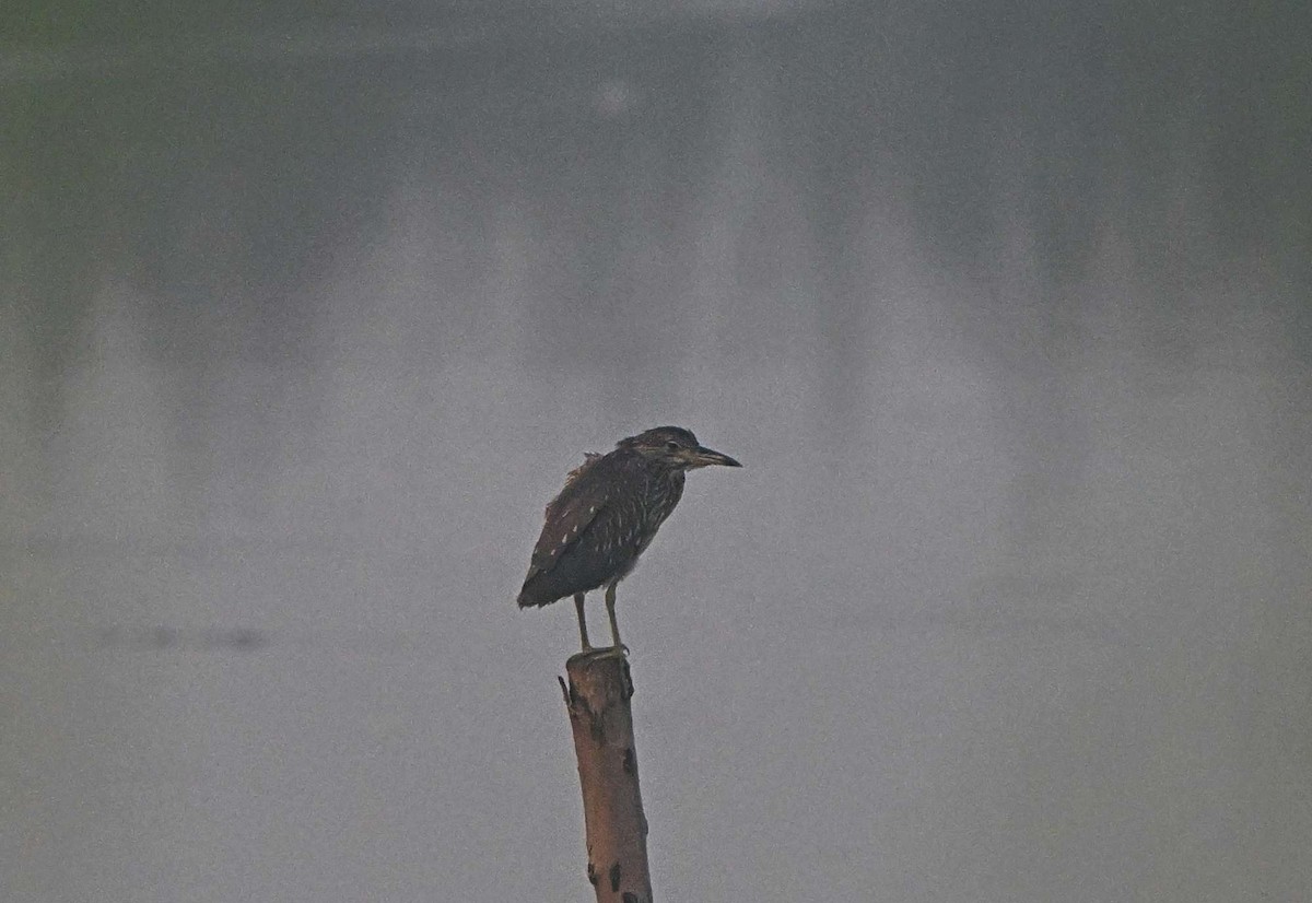 Bihoreau gris - ML644572744