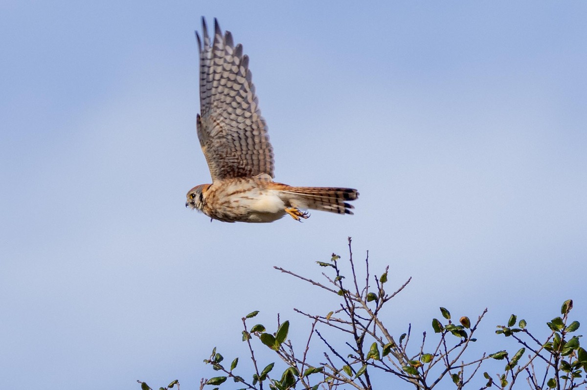 American Kestrel - ML644572748