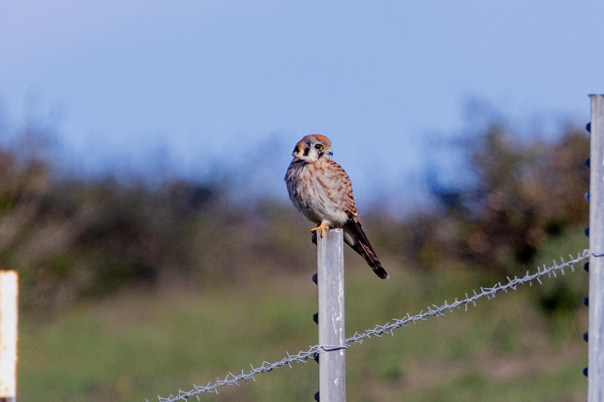 American Kestrel - ML644572751