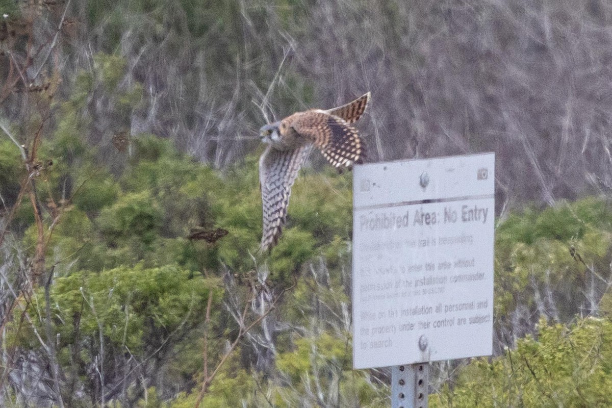 American Kestrel - ML644572752