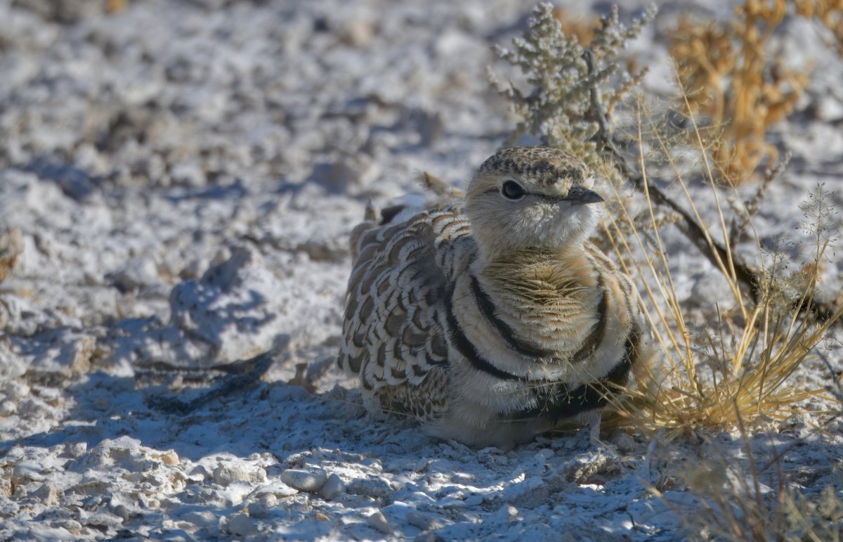 フタオビスナバシリ - ML644572754