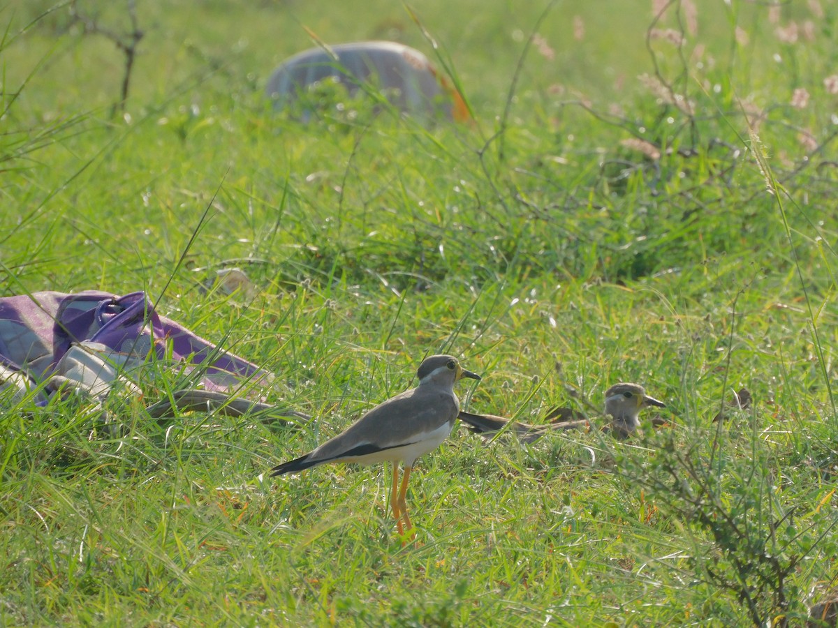 Vanneau de Malabar - ML644572756