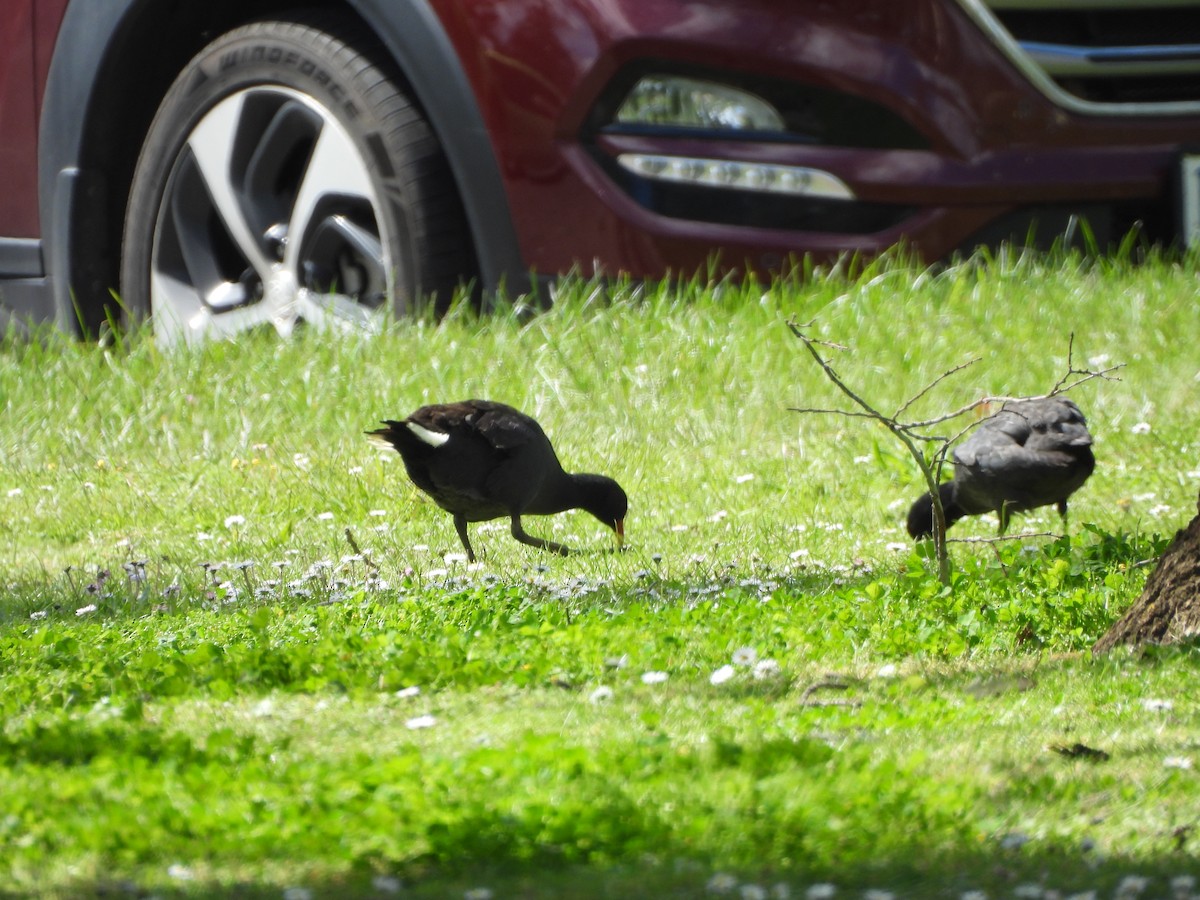 Dusky Moorhen - ML644572758
