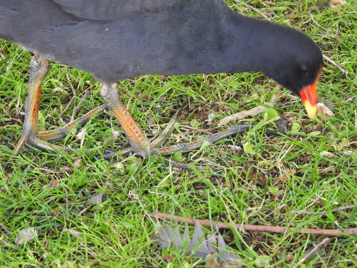 Dusky Moorhen - ML644572759