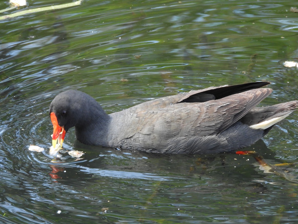 Dusky Moorhen - ML644572760