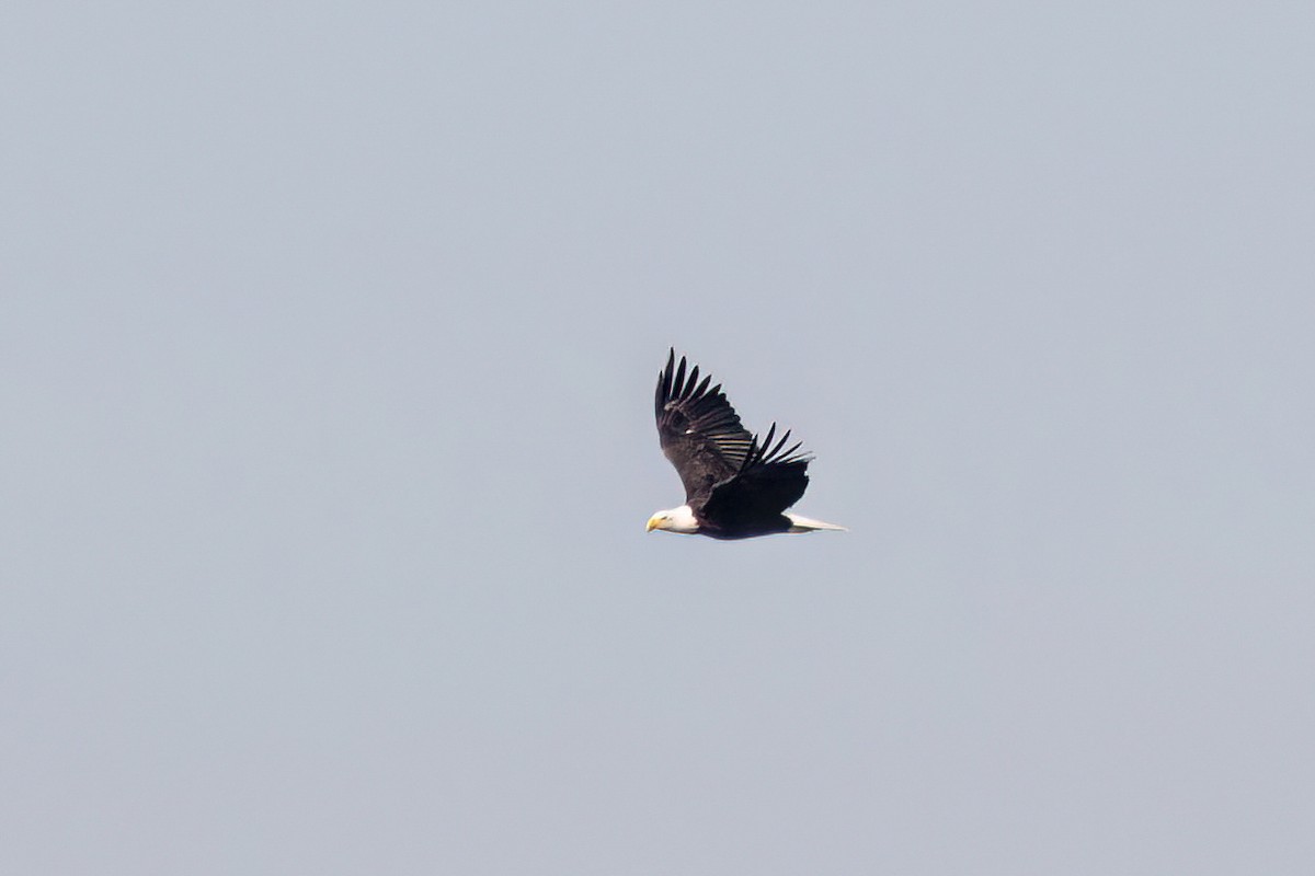 Bald Eagle - ML644572764