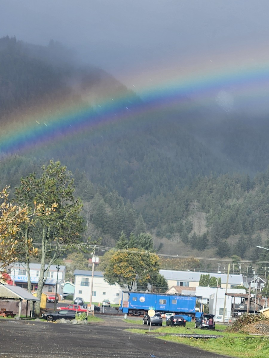 Plongeon catmarin - ML644572766