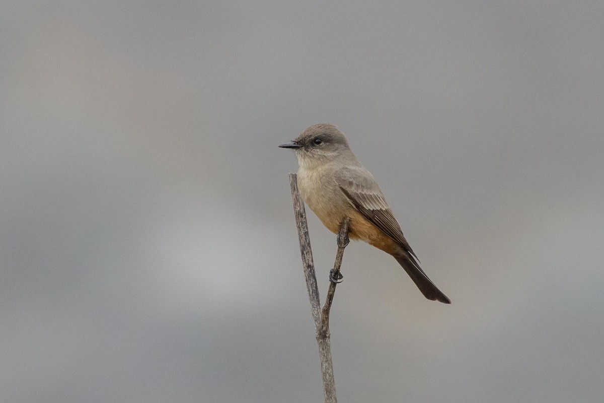 Say's Phoebe - ML644572768