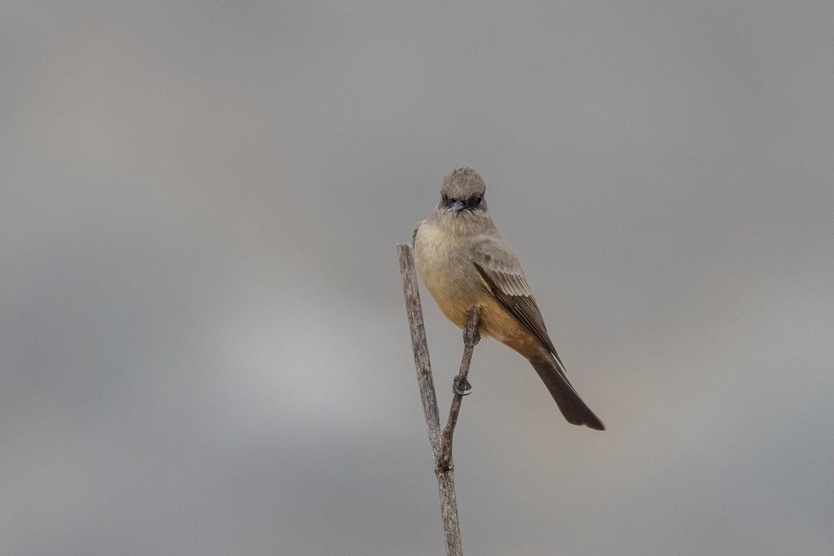 Say's Phoebe - ML644572769