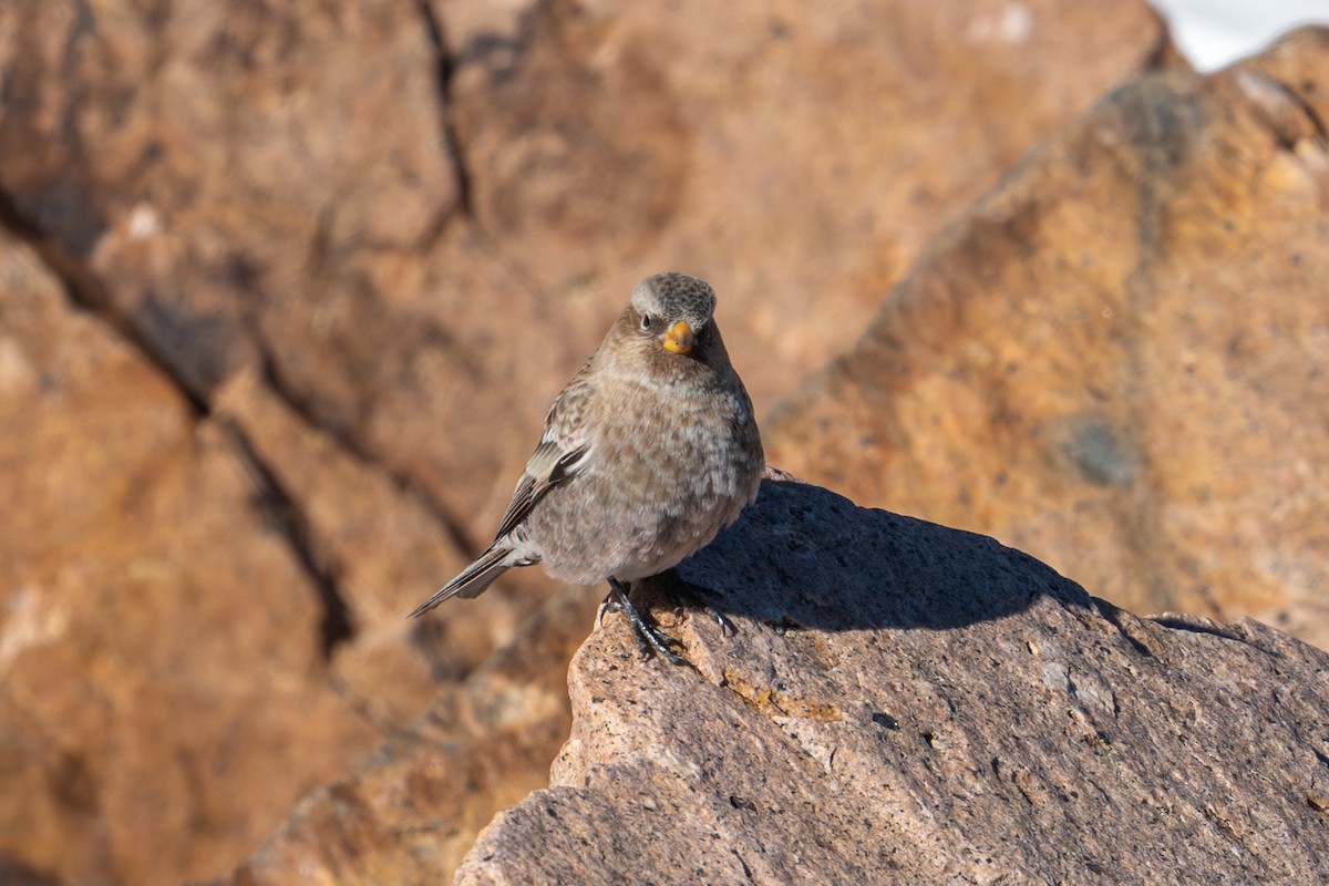 koloradofjellfink - ML644572772