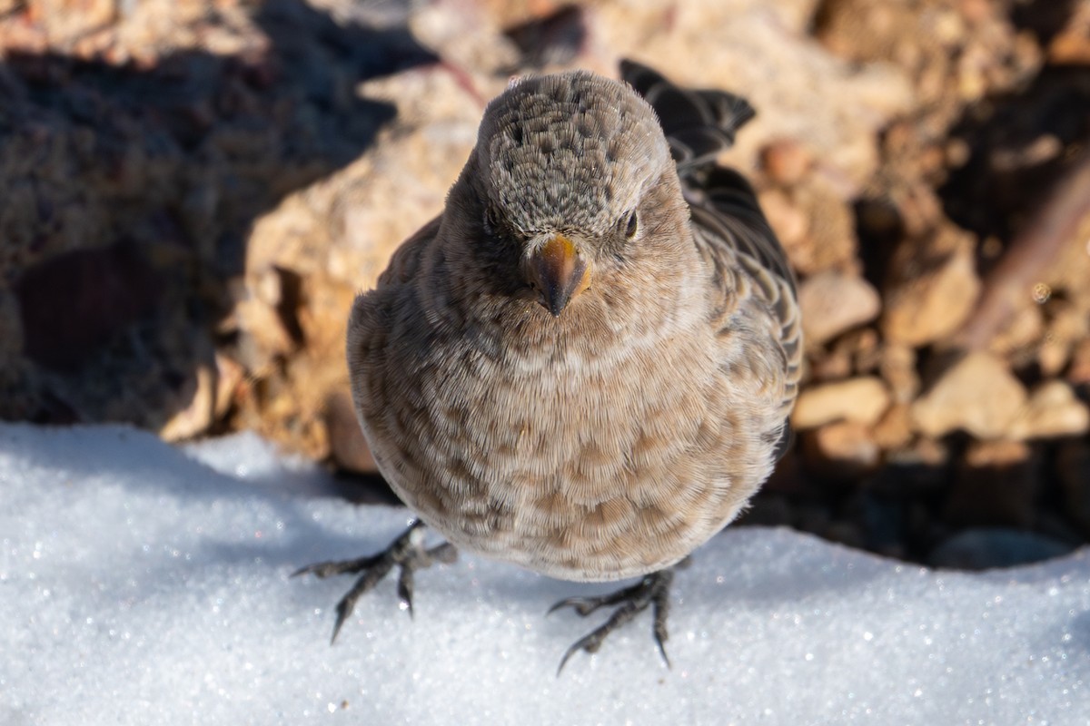 koloradofjellfink - ML644572773