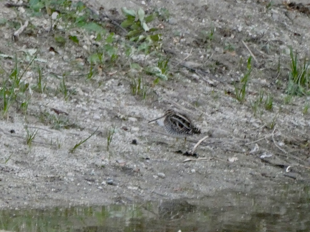 Wilson's Snipe - ML644572776