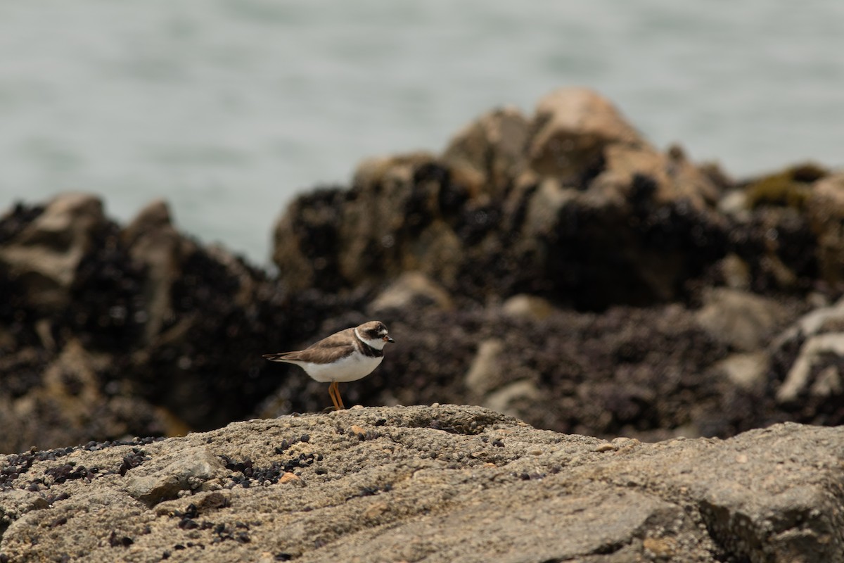 Semipalmated Plover - ML644572777