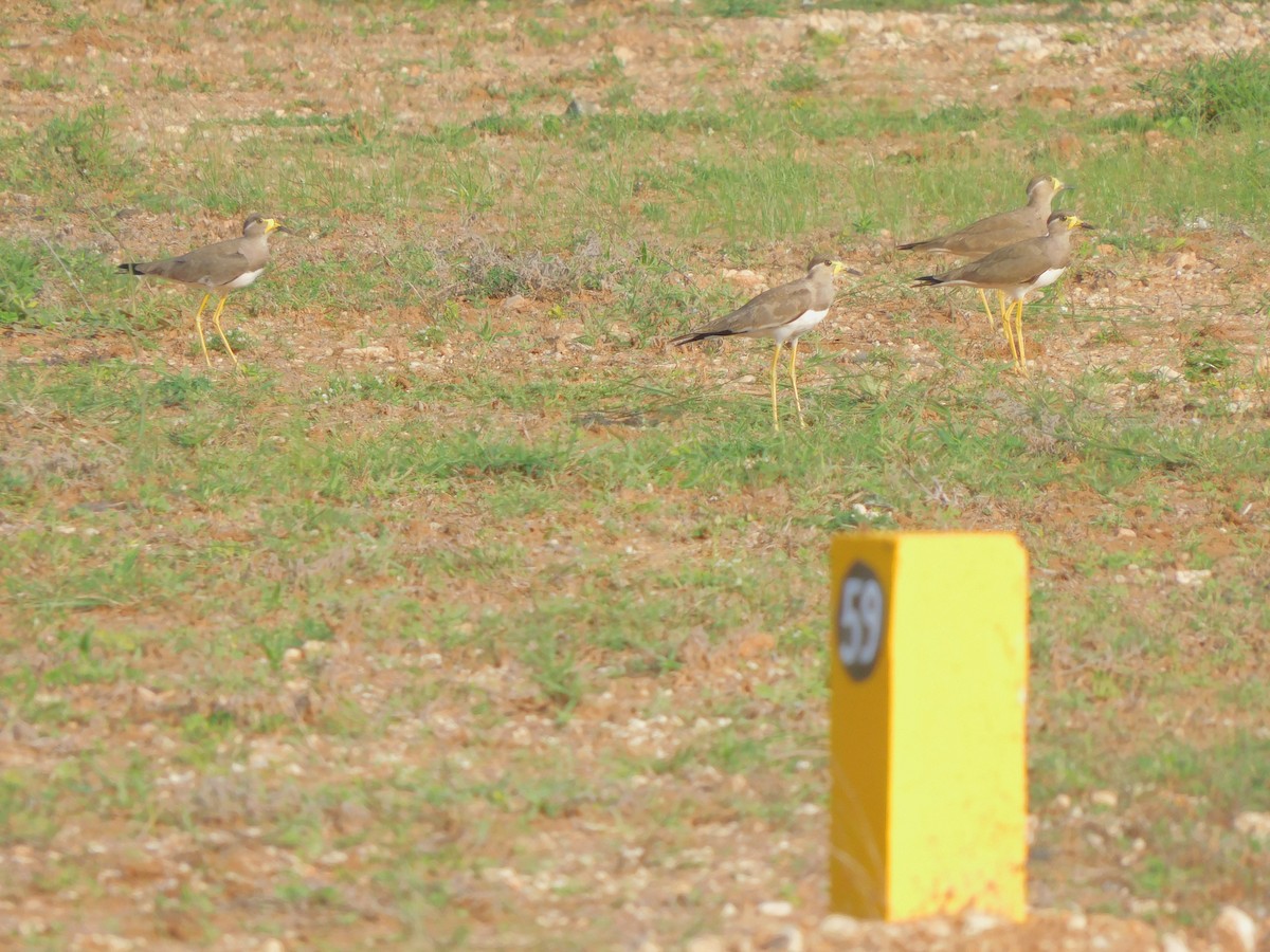 Vanneau de Malabar - ML644572781