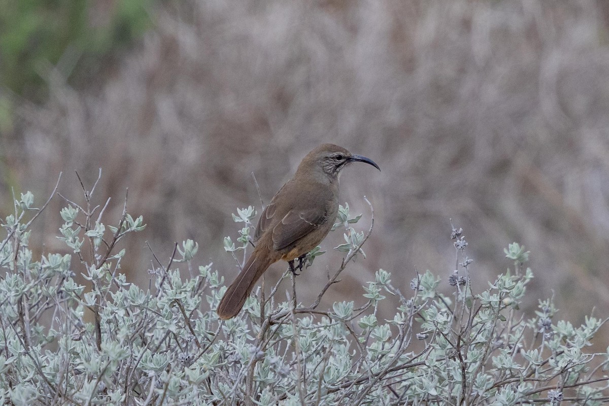 California Thrasher - ML644572782