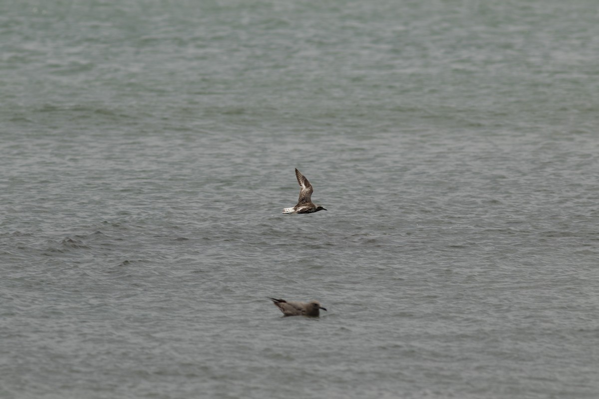 Black-bellied Plover - ML644572786