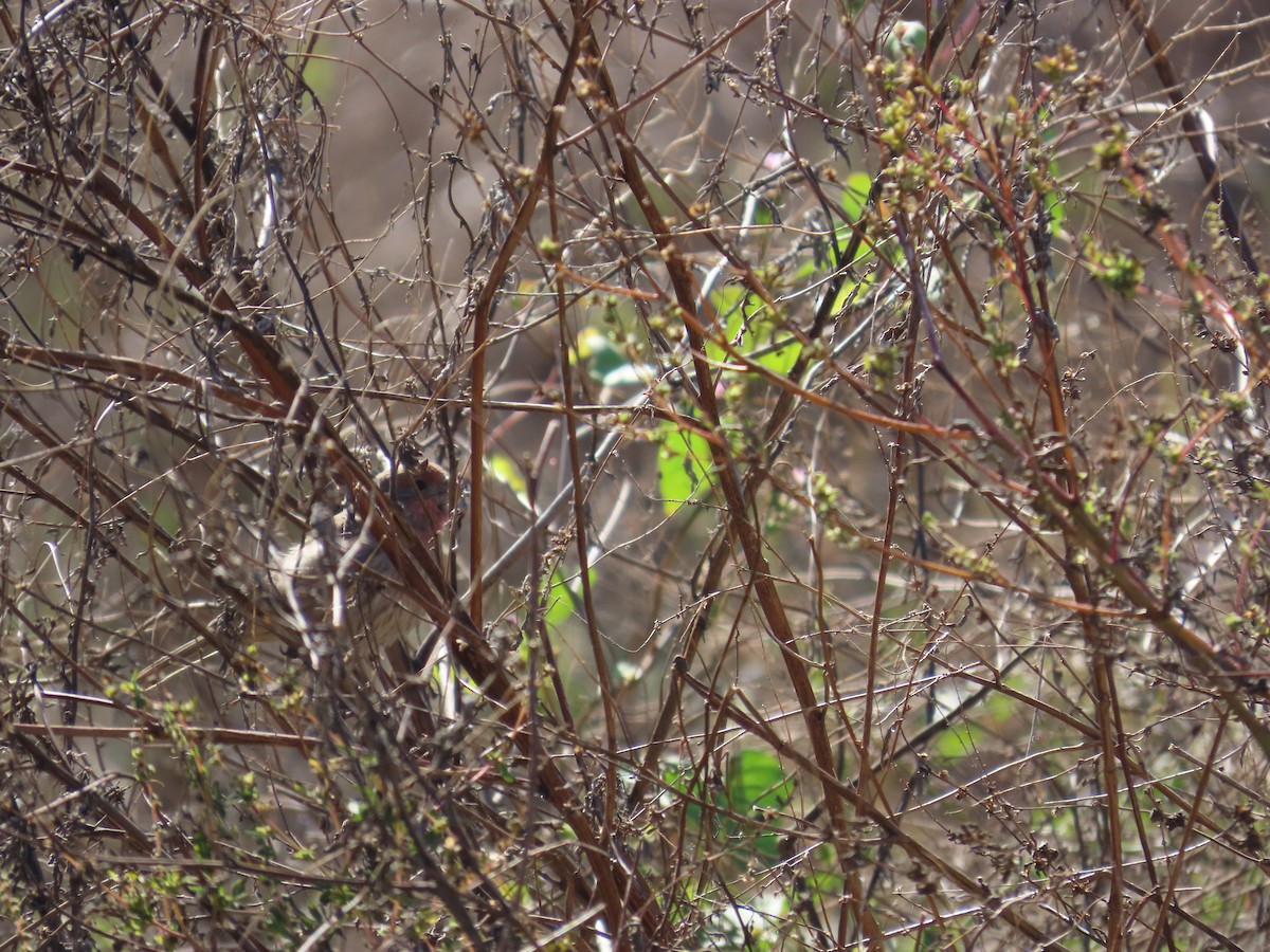 House Finch - ML644572791