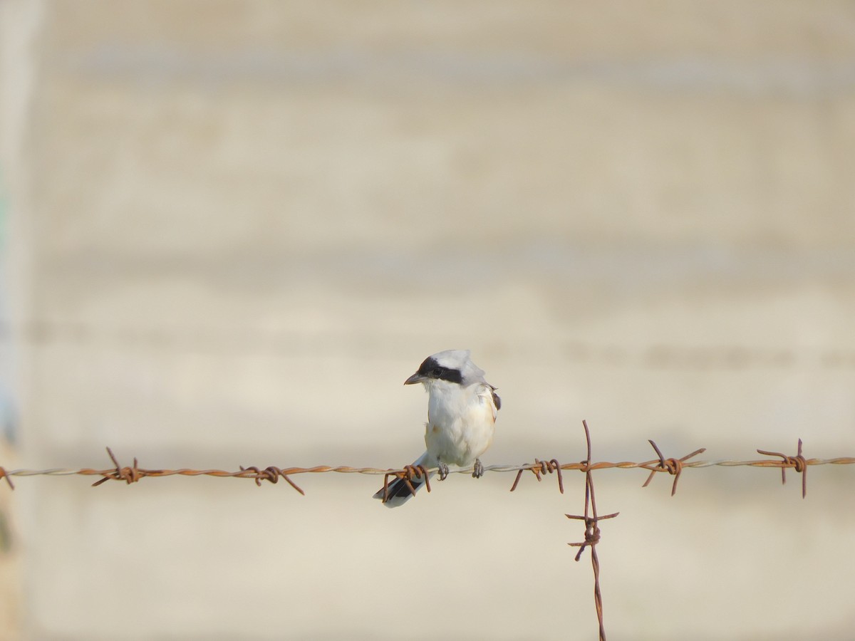 Pie-grièche à bandeau - ML644572794