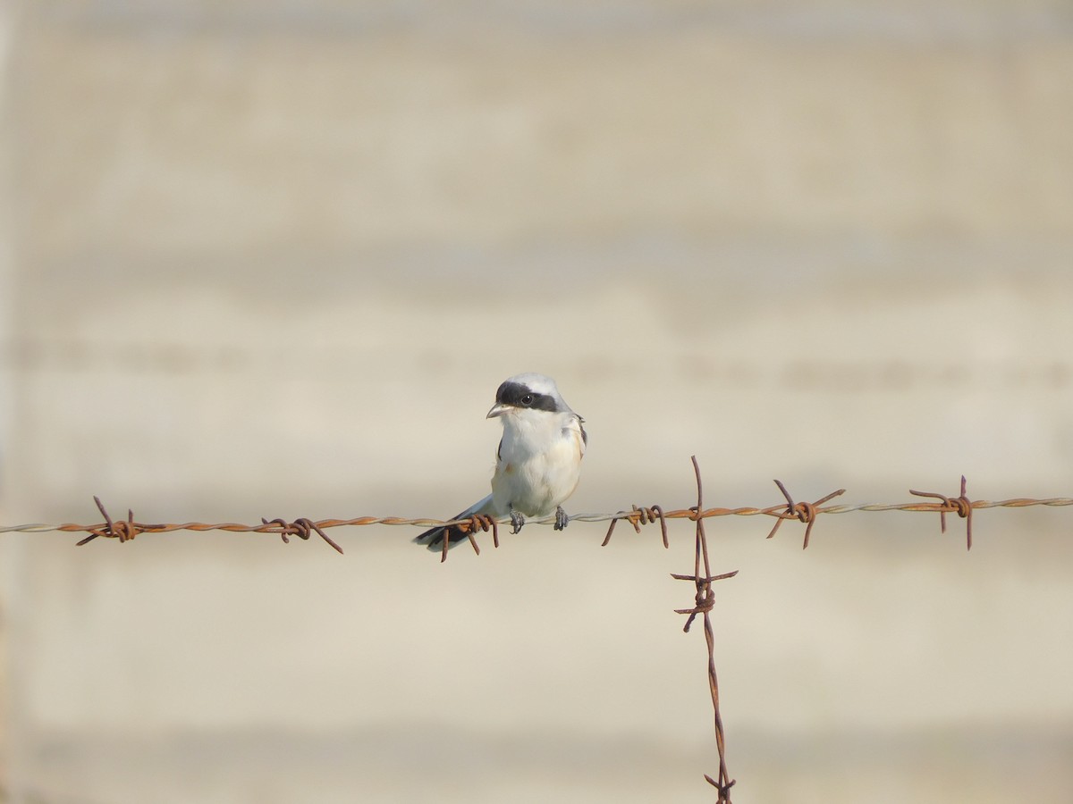 Pie-grièche à bandeau - ML644572795