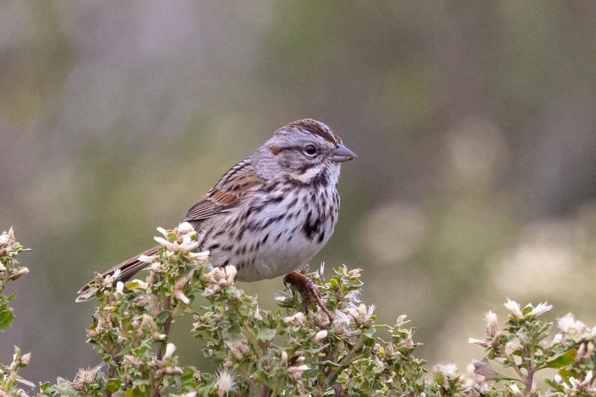 Bruant chanteur - ML644572796