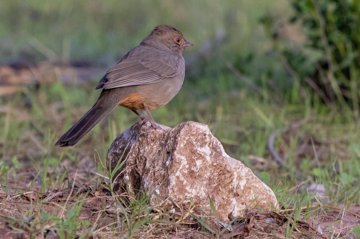 California Towhee - ML644572797