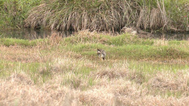 Latham's Snipe - ML644572801