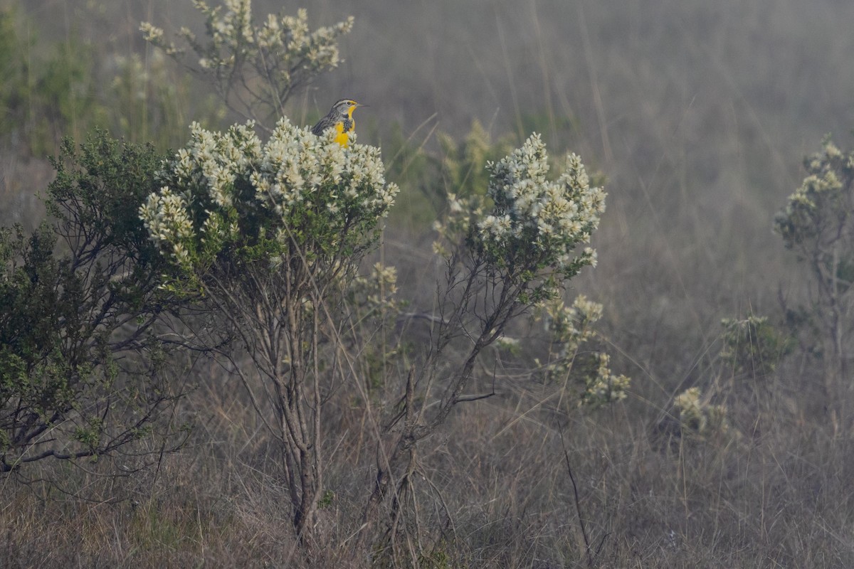Western Meadowlark - ML644572802