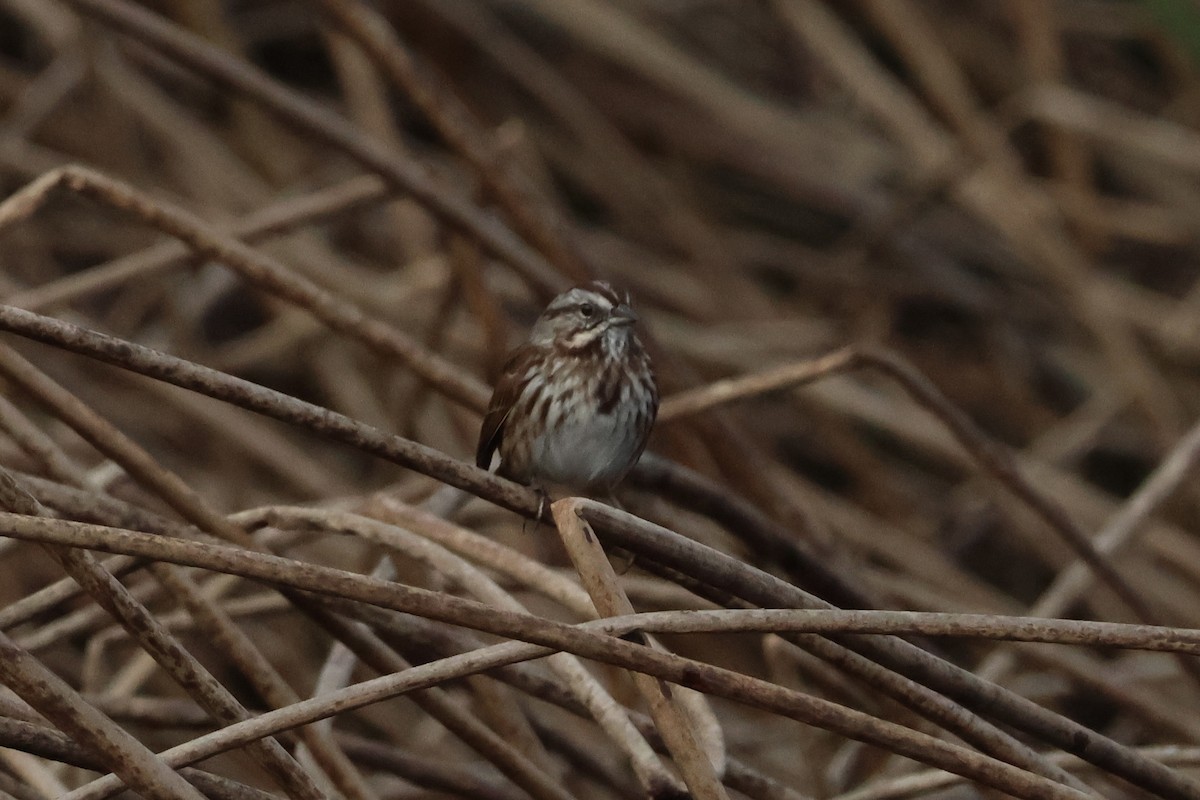 Bruant chanteur - ML644572805