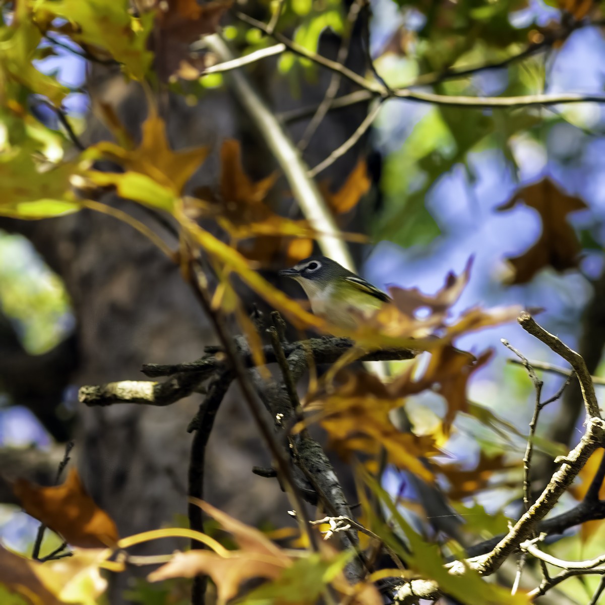 Blue-headed Vireo - ML644572806