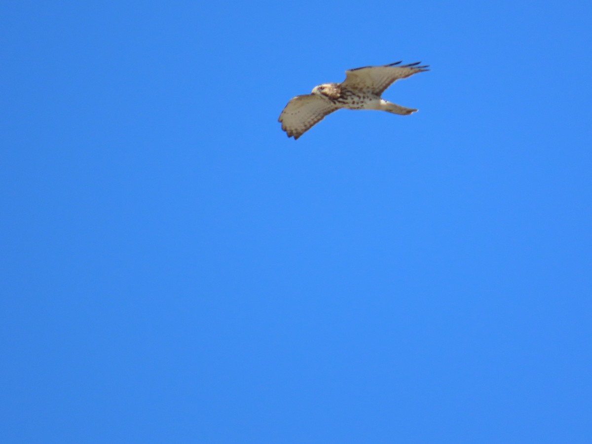 Busardo Aliancho - ML644572808