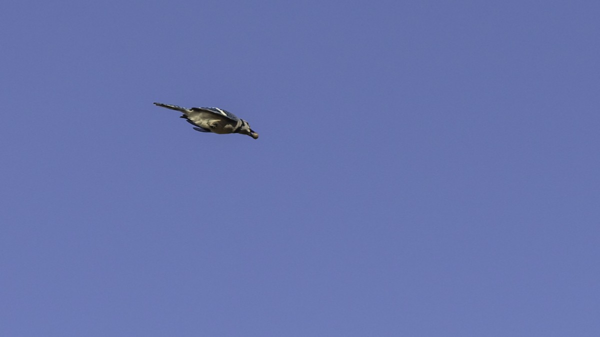 Geai bleu - ML644572811