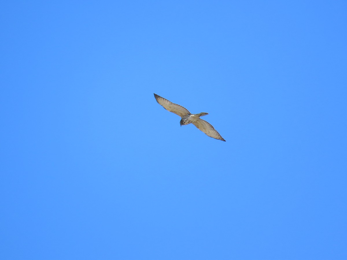 Busardo Aliancho - ML644572812