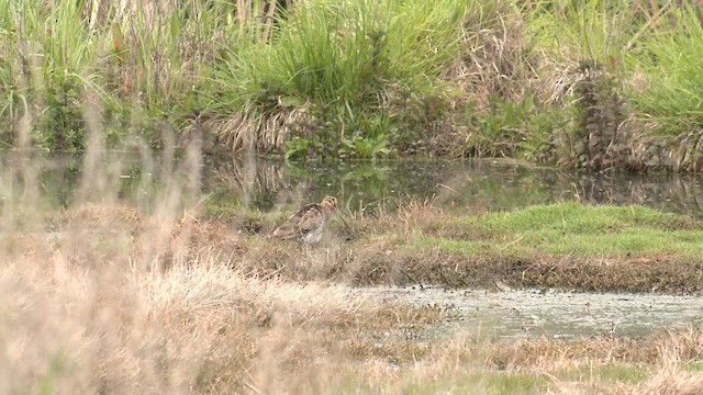 Latham's Snipe - ML644572818