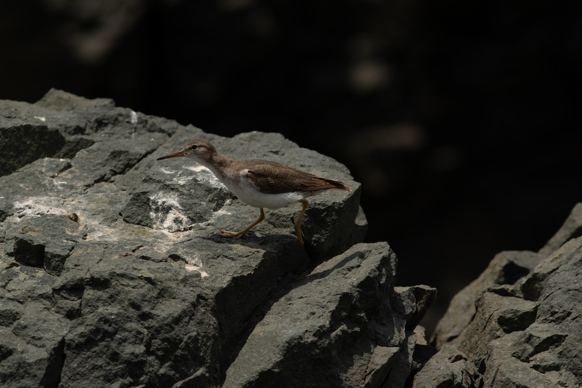Spotted Sandpiper - ML644572820
