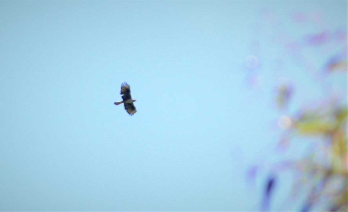 Aigle de Bonelli - ML644572824