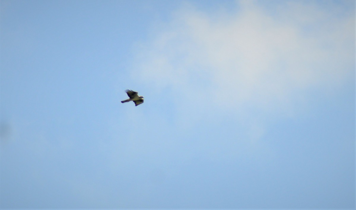 Aigle de Bonelli - ML644572825