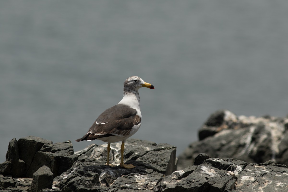 Belcher's Gull - ML644572832
