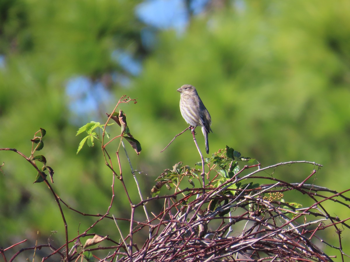 House Finch - ML644572834
