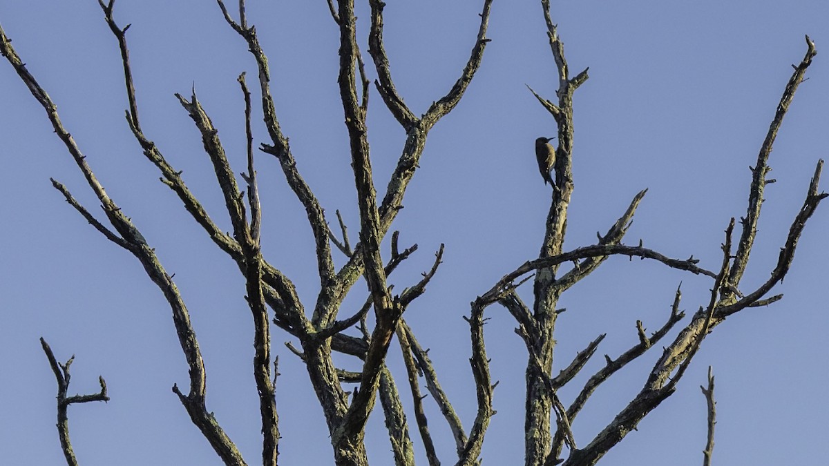 Northern Flicker - ML644572837