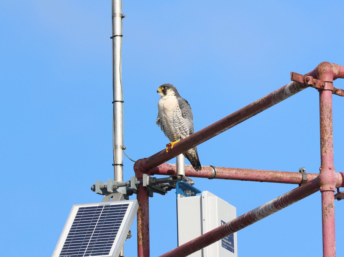 Peregrine Falcon - ML644572838