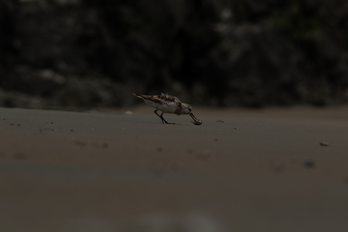 Sanderling - ML644572846