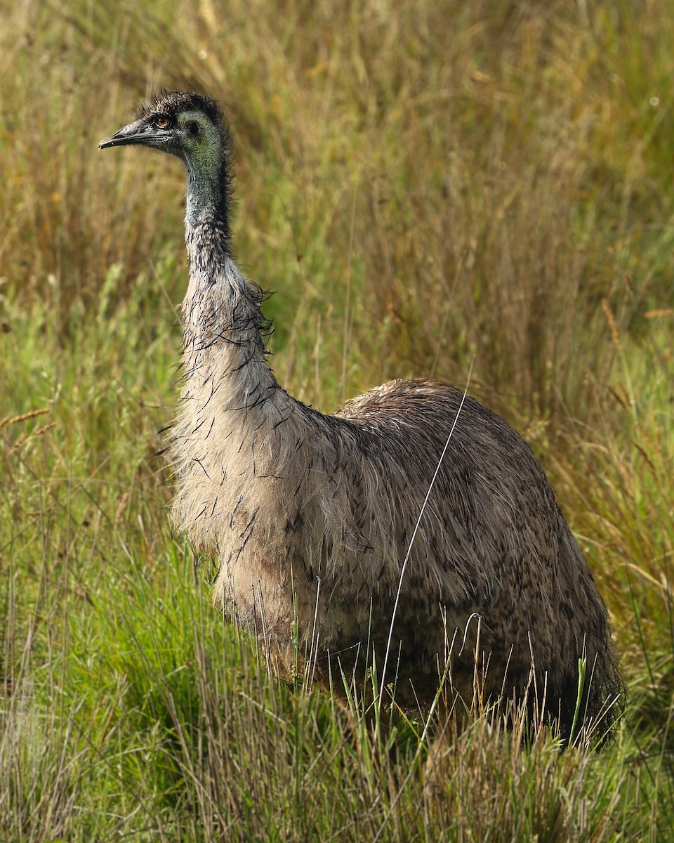 Émeu d'Australie - ML644572847