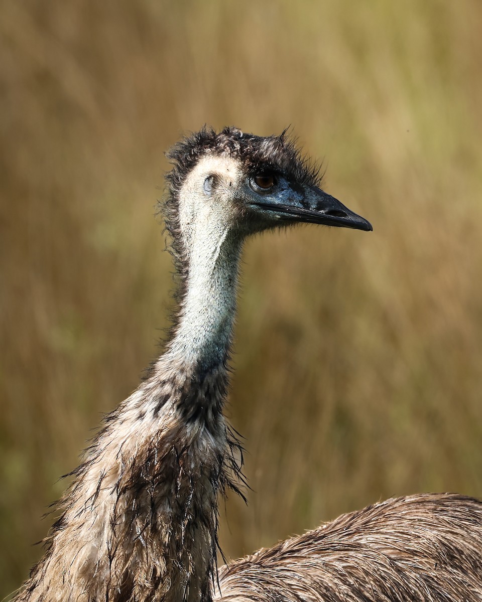 Émeu d'Australie - ML644572848