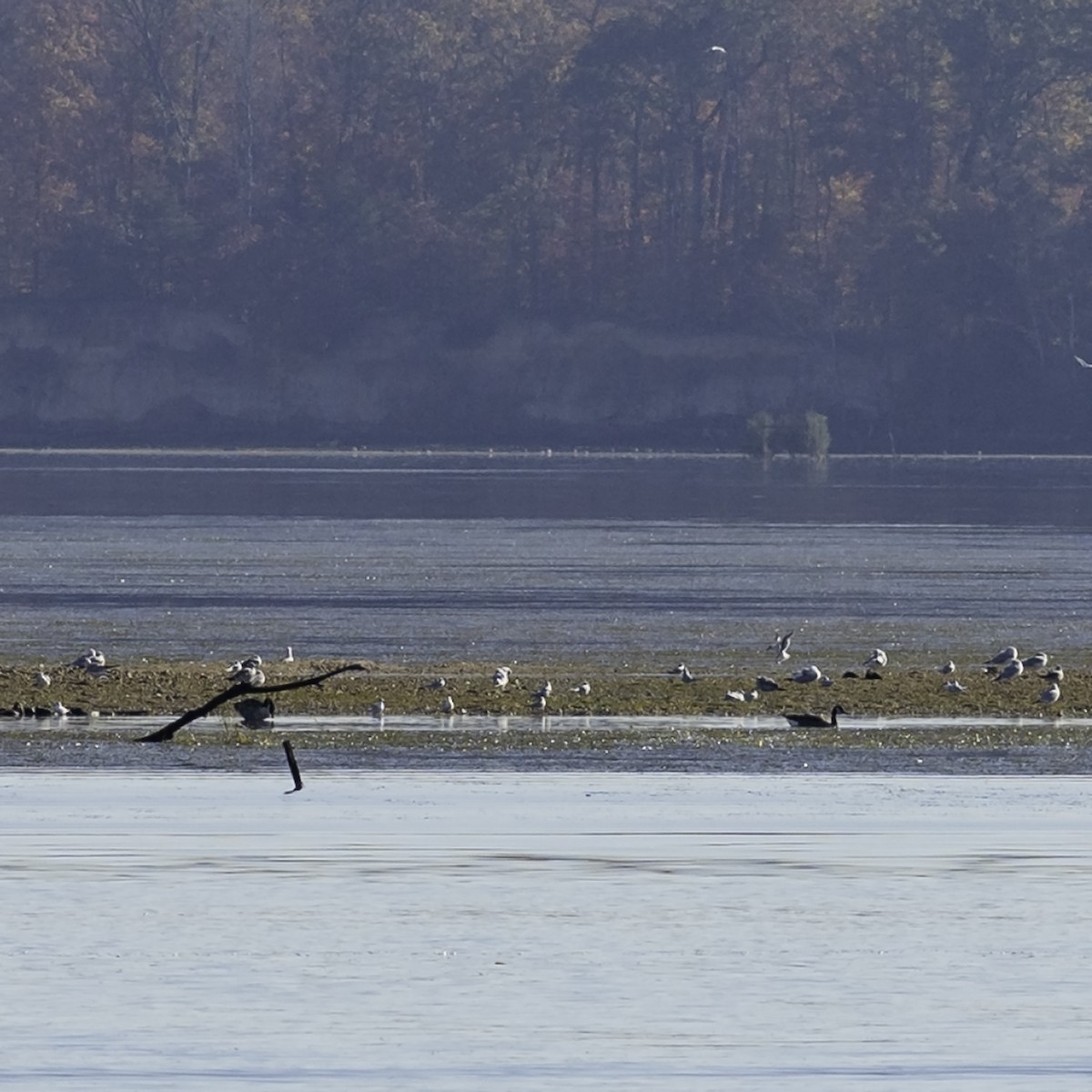 Charrán de Forster - ML644572849