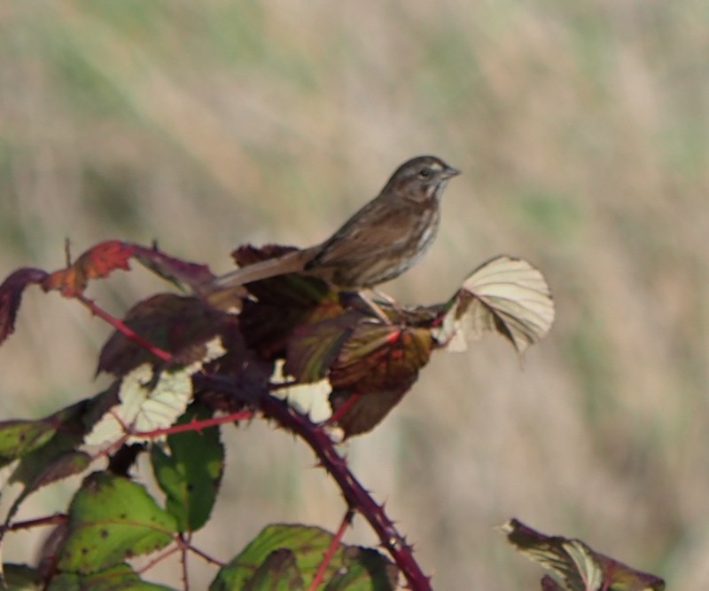 Bruant chanteur - ML644572851