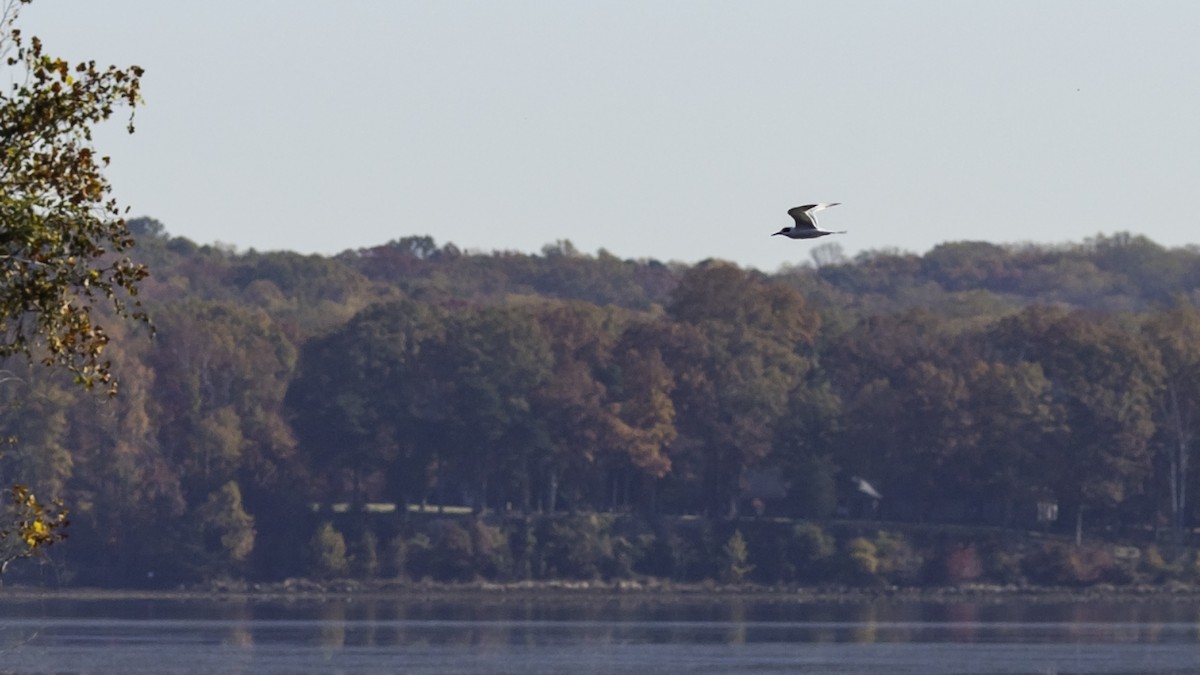 Charrán de Forster - ML644572853