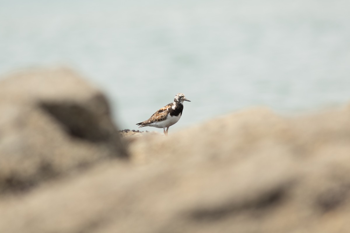 Ruddy Turnstone - ML644572855